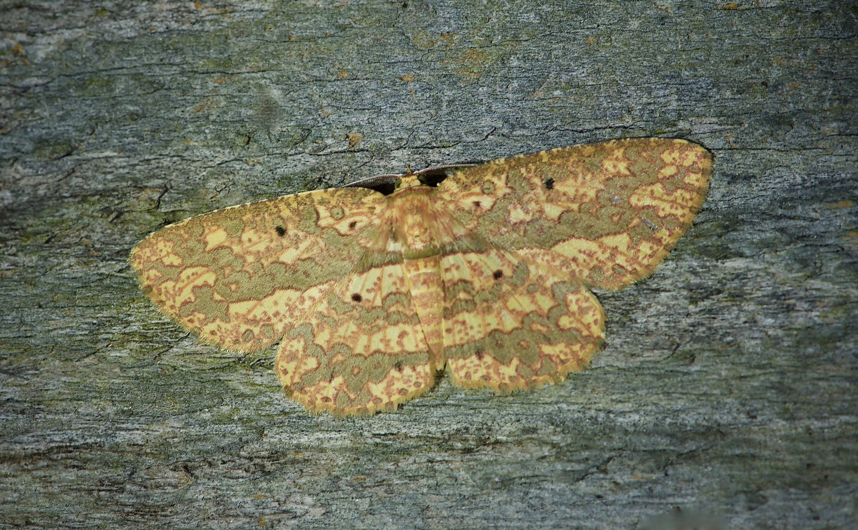 Nachtfalter, Saturniadae  sp.Aus Borneo, Sabah