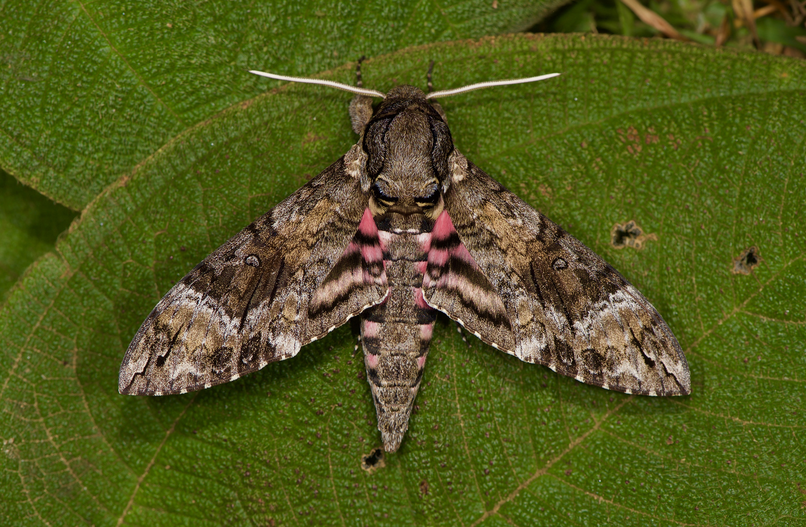 Nachtfalter, Schwärmer aus dem Nebelwald von Panama