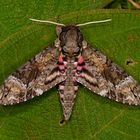 Nachtfalter, Schwärmer aus dem Nebelwald von Panama