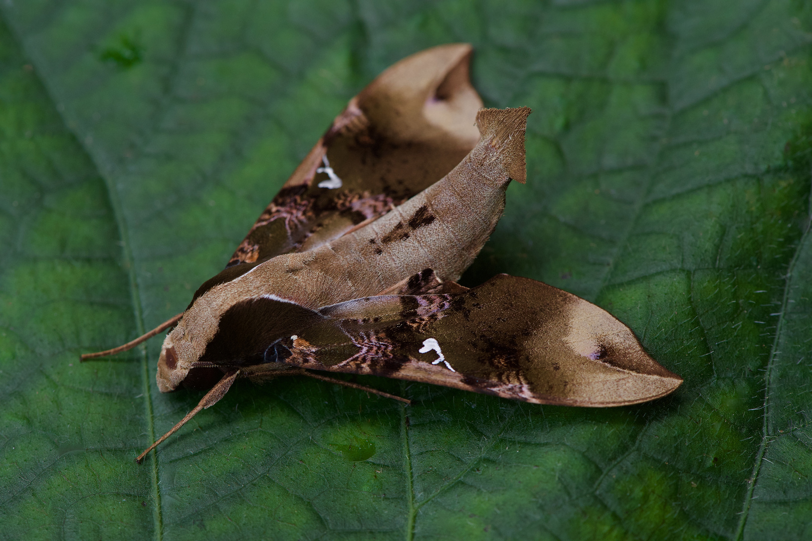 Nachtfalter, Schwärmer aus dem Tieflandregenwald von Peru