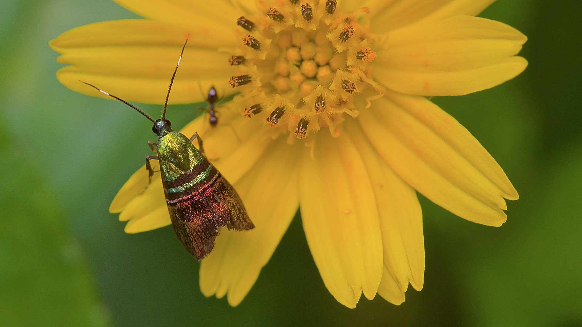 Nachtfalter sp. aus dem Tropischen Regenwald von Thailand