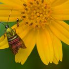 Nachtfalter sp. aus dem Tropischen Regenwald von Thailand