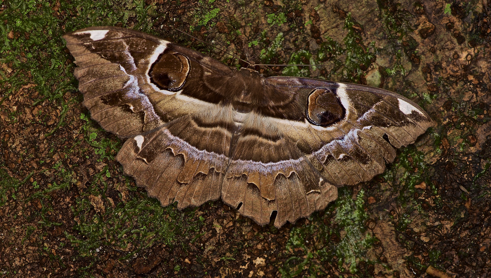 Nachtfalter sp. aus dem Tropischen Regenwald von Thailand