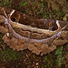 Nachtfalter sp. aus dem Tropischen Regenwald von Thailand