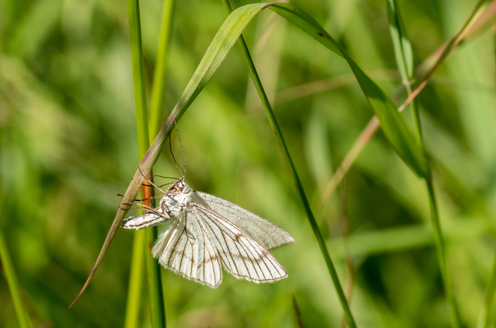 Nachtfalter unterm Grasbogen