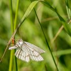 Nachtfalter unterm Grasbogen