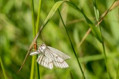 Nachtfalter unterm Grasbogen