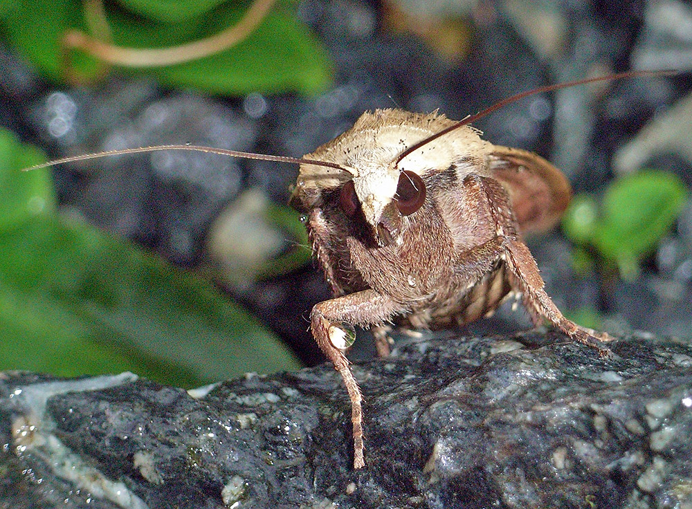 Nachtfalter von vorn