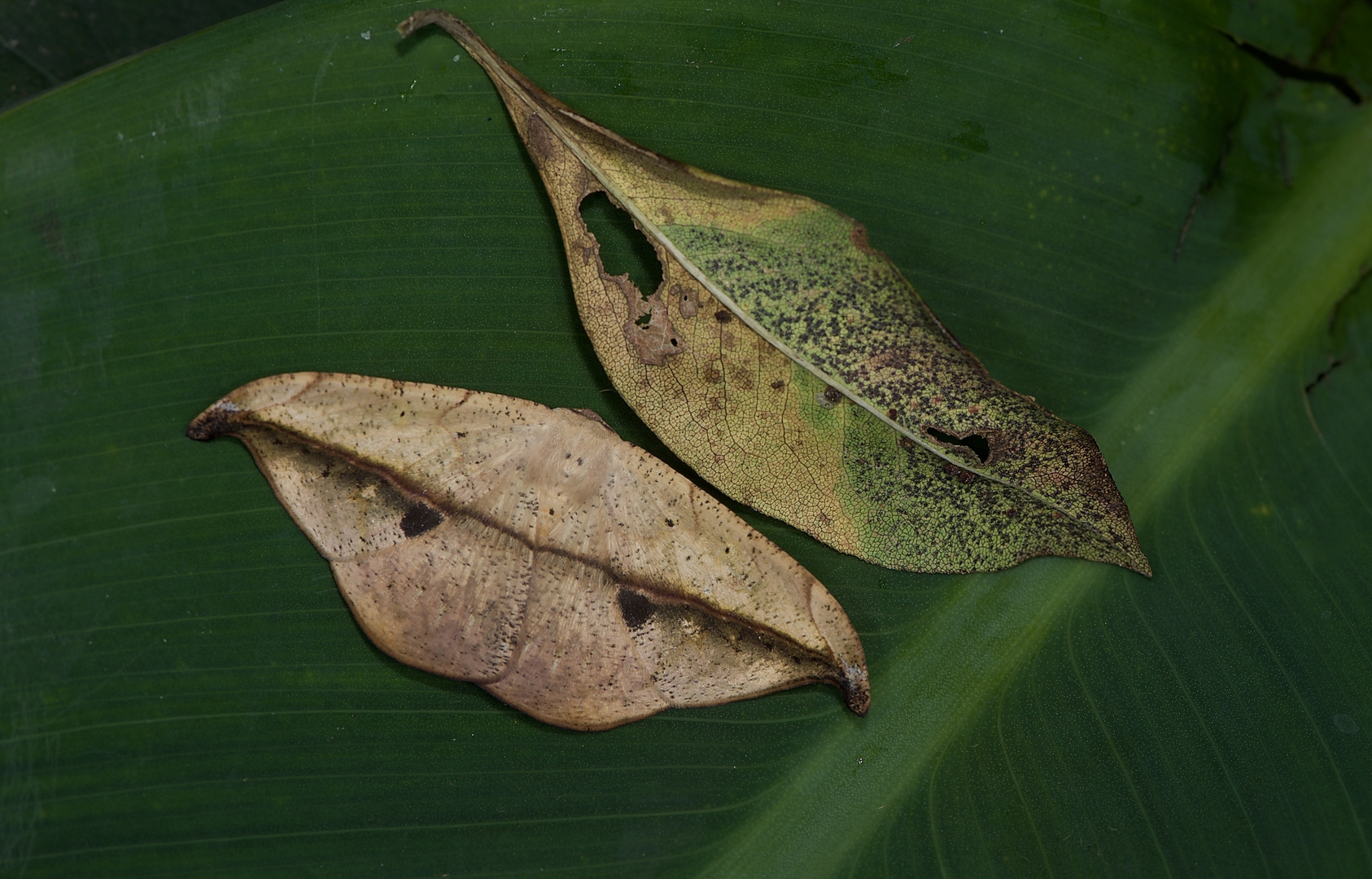 Nachtfalter, wie ein verwelktes Blatt aus dem Nebelwald von Kolumbien