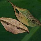 Nachtfalter, wie ein verwelktes Blatt aus dem Nebelwald von Kolumbien