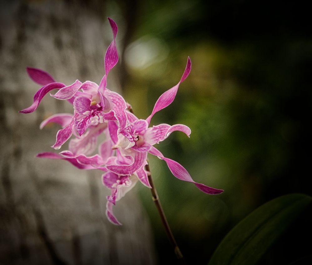 Nachtfalterorchidee (Phalaenopsis)