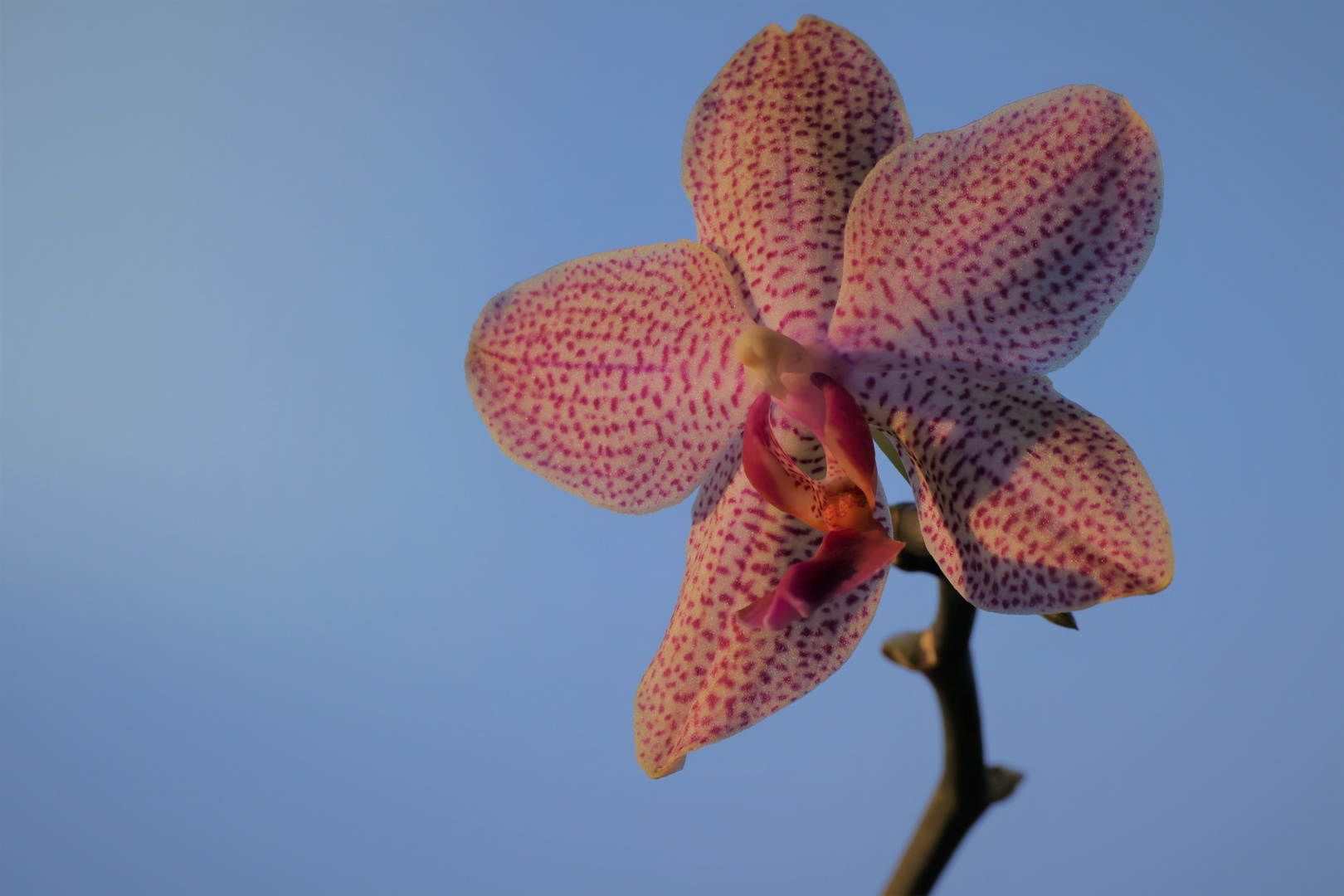 Nachtfalterorchidee Phalaenopsis im Abendlicht