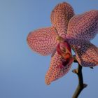 Nachtfalterorchidee Phalaenopsis im Abendlicht