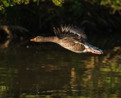 Nachtflug