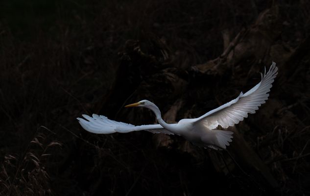 Nachtflug, Silberreiher