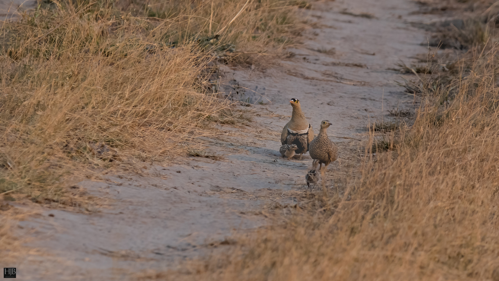 Nachtflughuhn (Pterocles bicinctus) - Double-banbed Sandgrouse