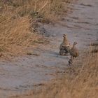 Nachtflughuhn (Pterocles bicinctus) - Double-banbed Sandgrouse