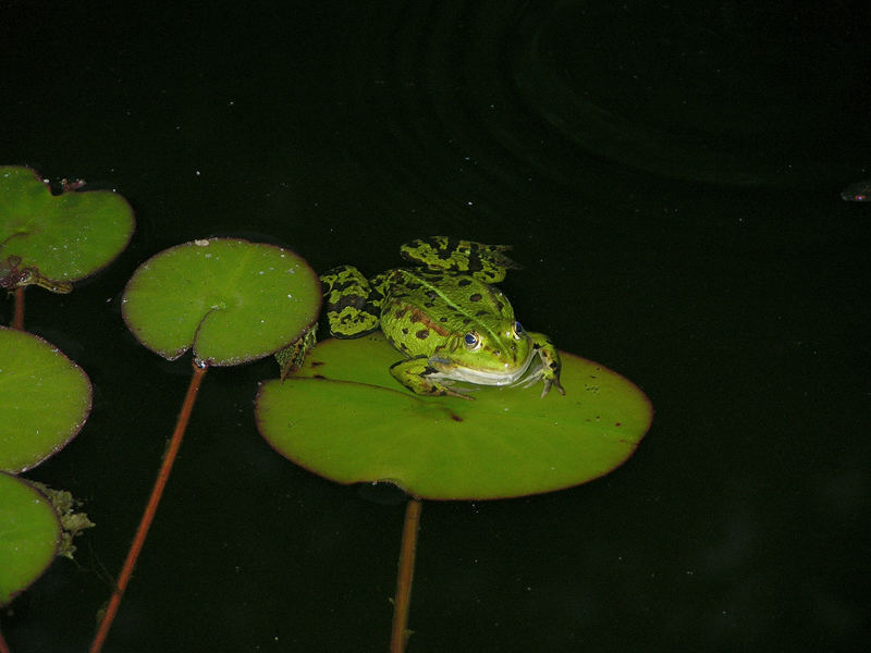 Nachtfrosch