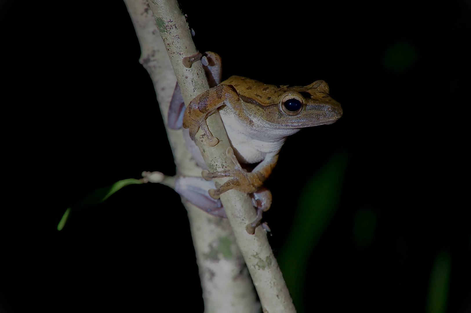 Nachtfrosch