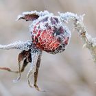 Nachtfrost _2009_12