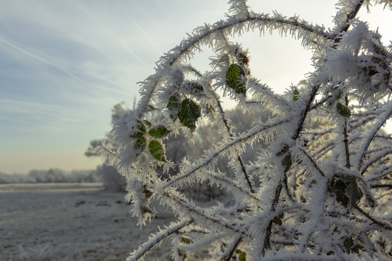 Nachtfrost