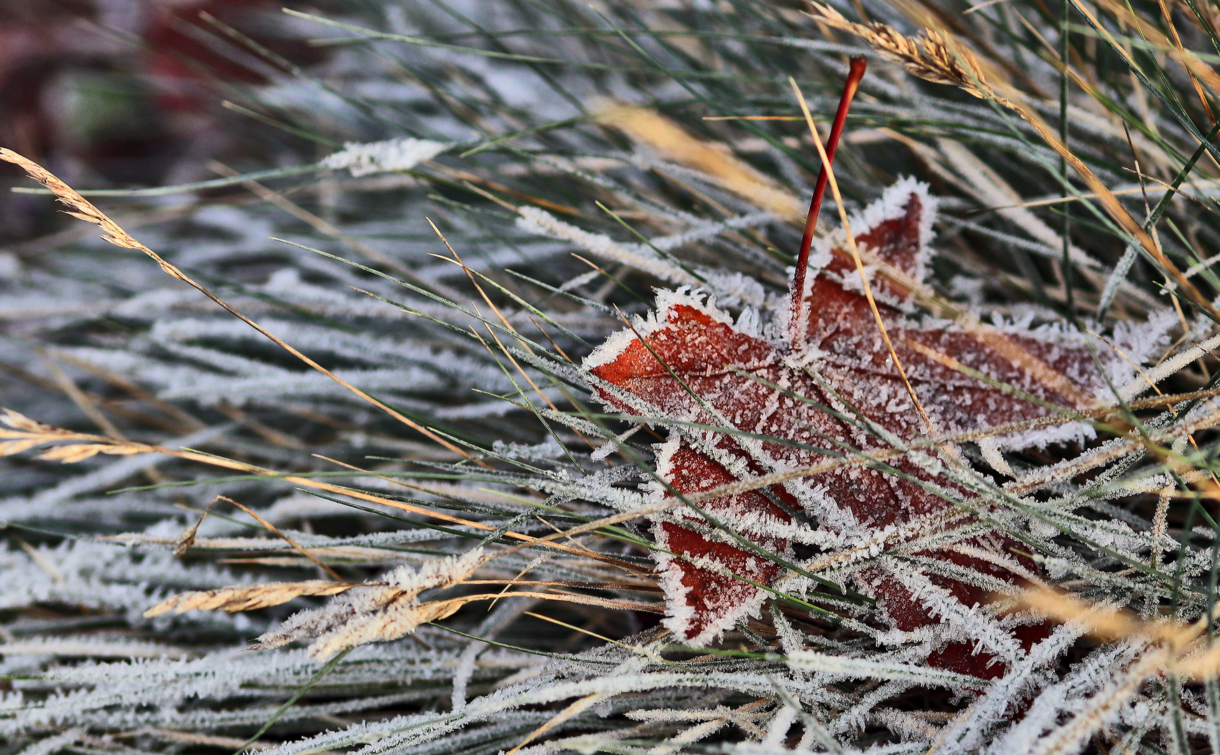 Nachtfrost....