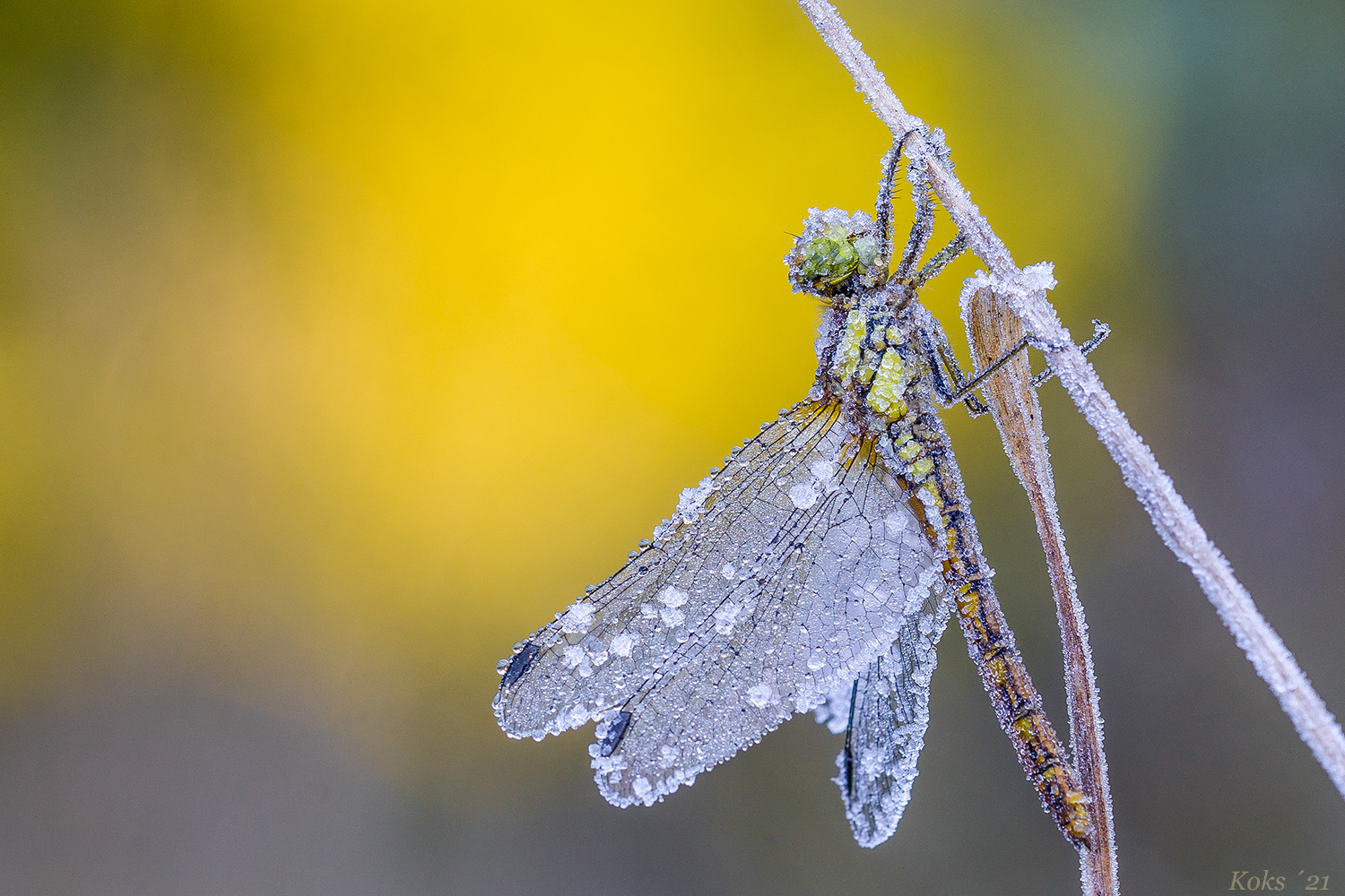 Nachtfrost