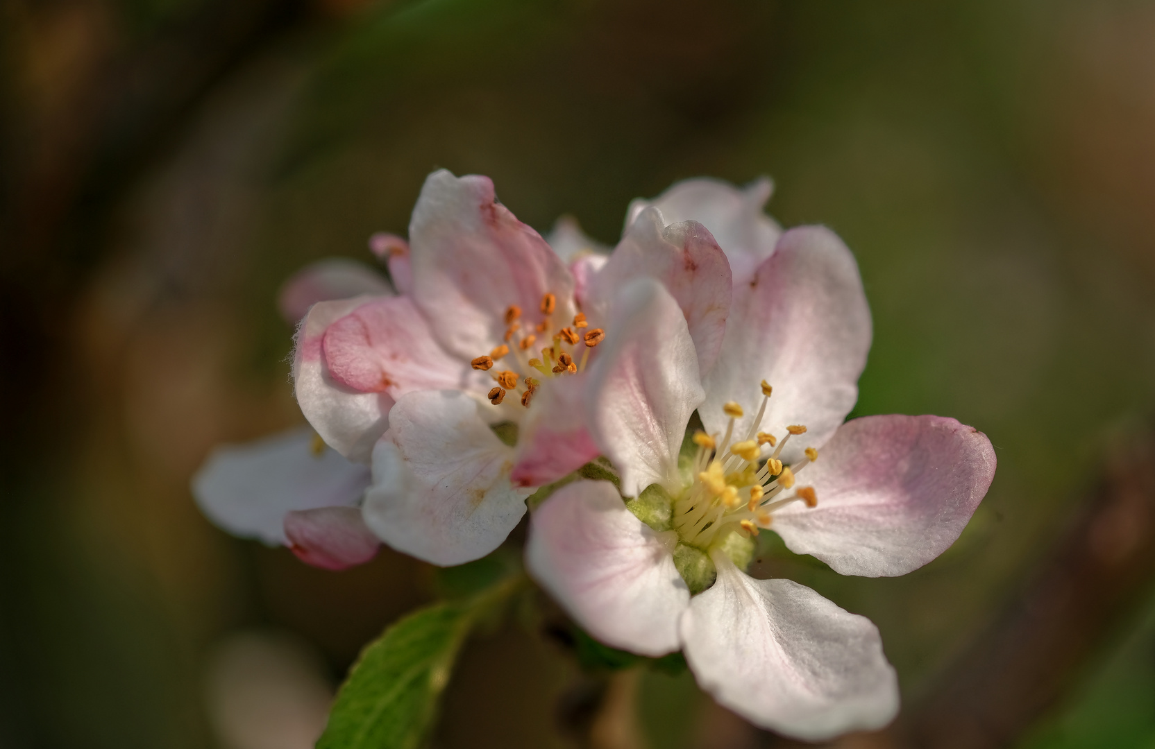 Nachtfrost Nein Danke Apfelblüte im Frühling 2017 Foto & Bild