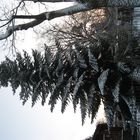 Nachtfrost-Spuren im Januar