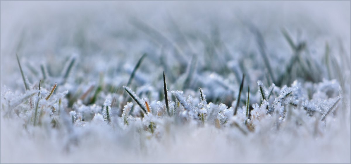 ... Nachtfrost und Raureif auf der Wiese ...