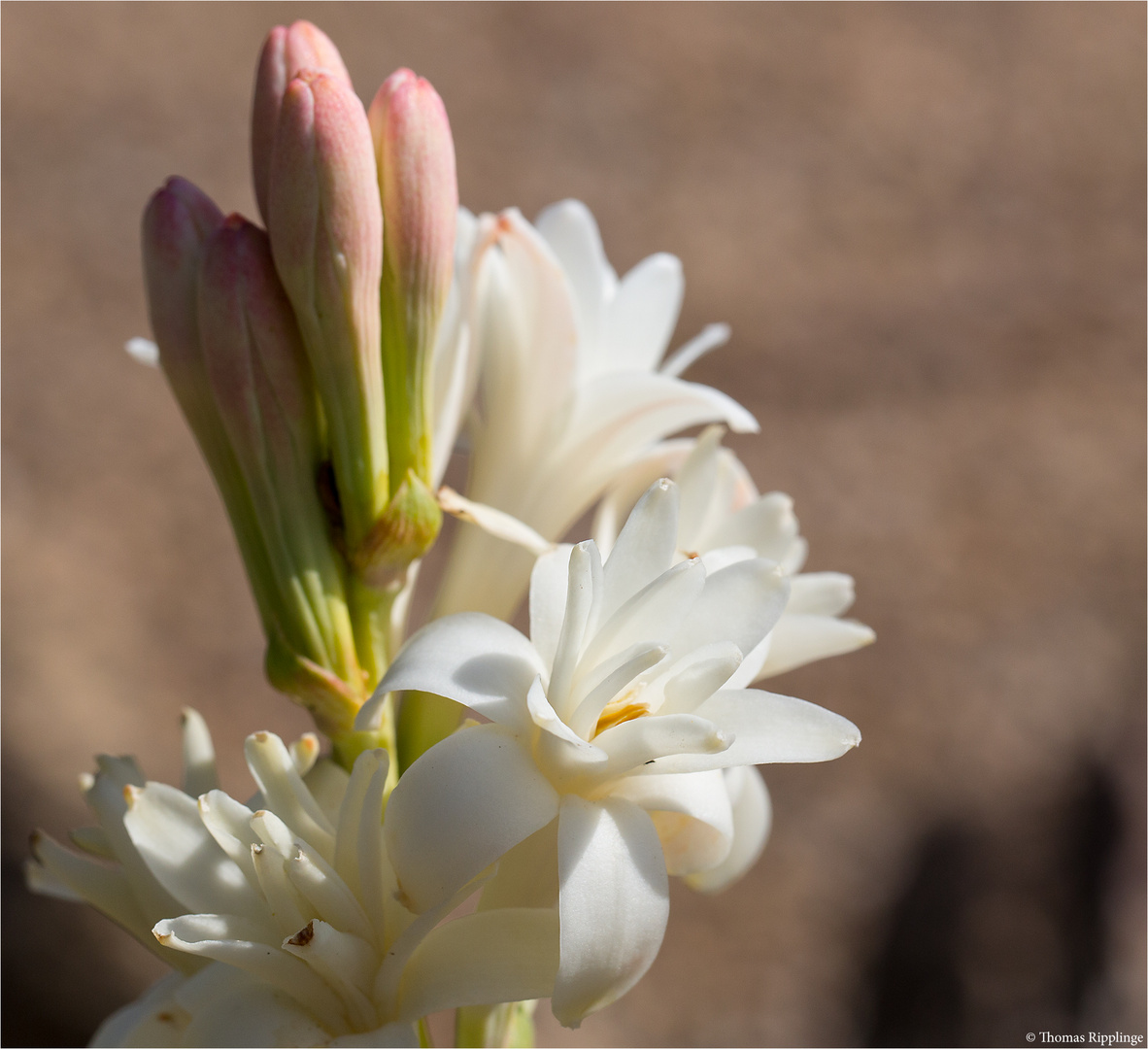 Nachthyazinte oder Tuberose (Agave polianthes).