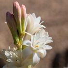 Nachthyazinte oder Tuberose (Agave polianthes).