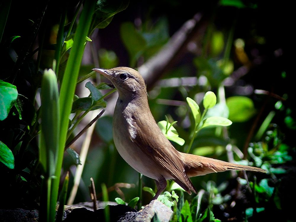 Nachtigal Foto & Bild tiere, wildlife, wild lebende vögel Bilder auf