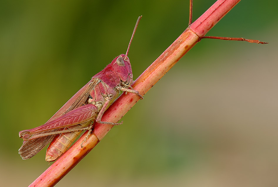 Nachtigal, ik hör dir PINK!