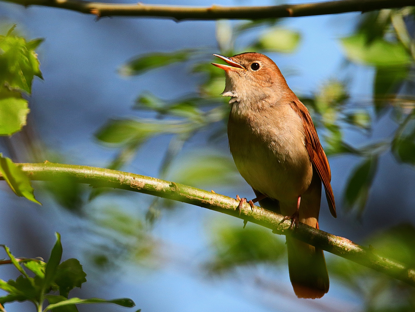 Nachtigall Foto & Bild | tiere, wildlife, wild lebende ...