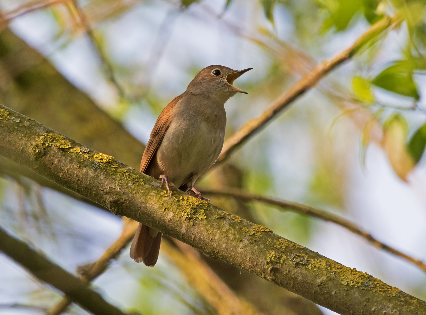 Nachtigall Foto & Bild natur, tiere, vögel Bilder auf
