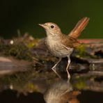 Nachtigall beim Baden (Kneipp-Kur) 1/2