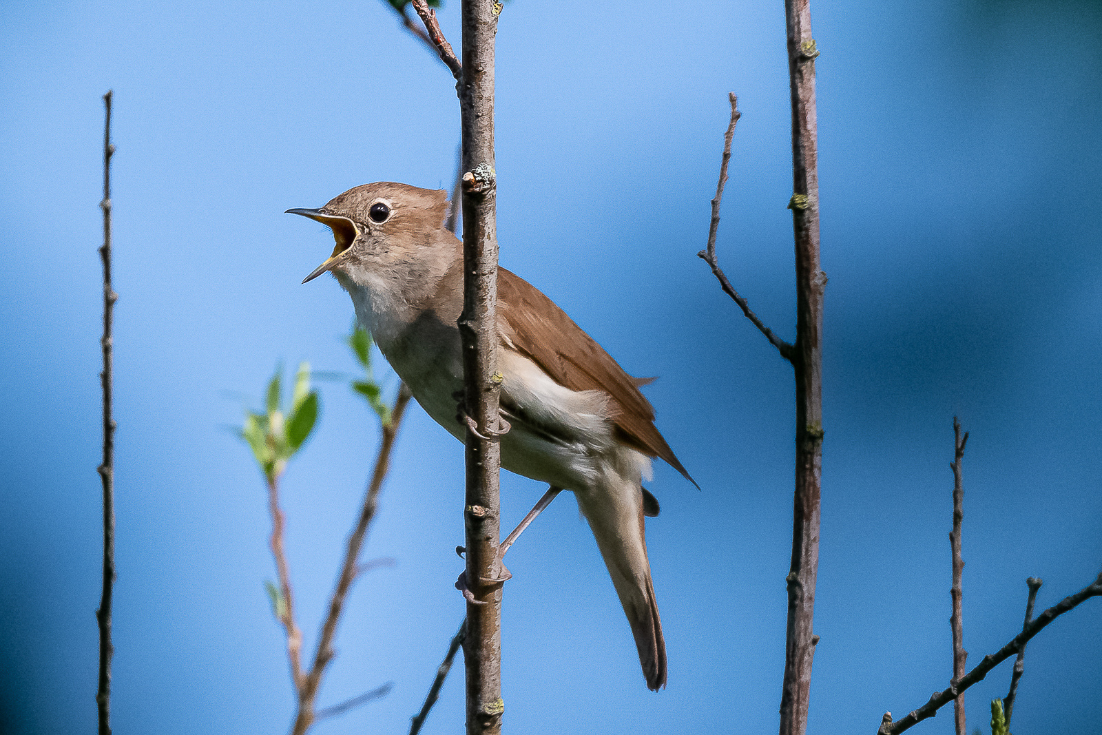 Nachtigall beim Singen