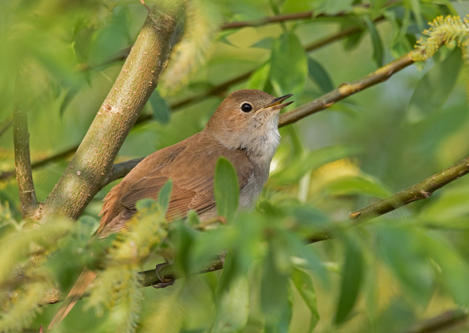 Nachtigall Foto & Bild tiere, wildlife, wild lebende vögel Bilder auf