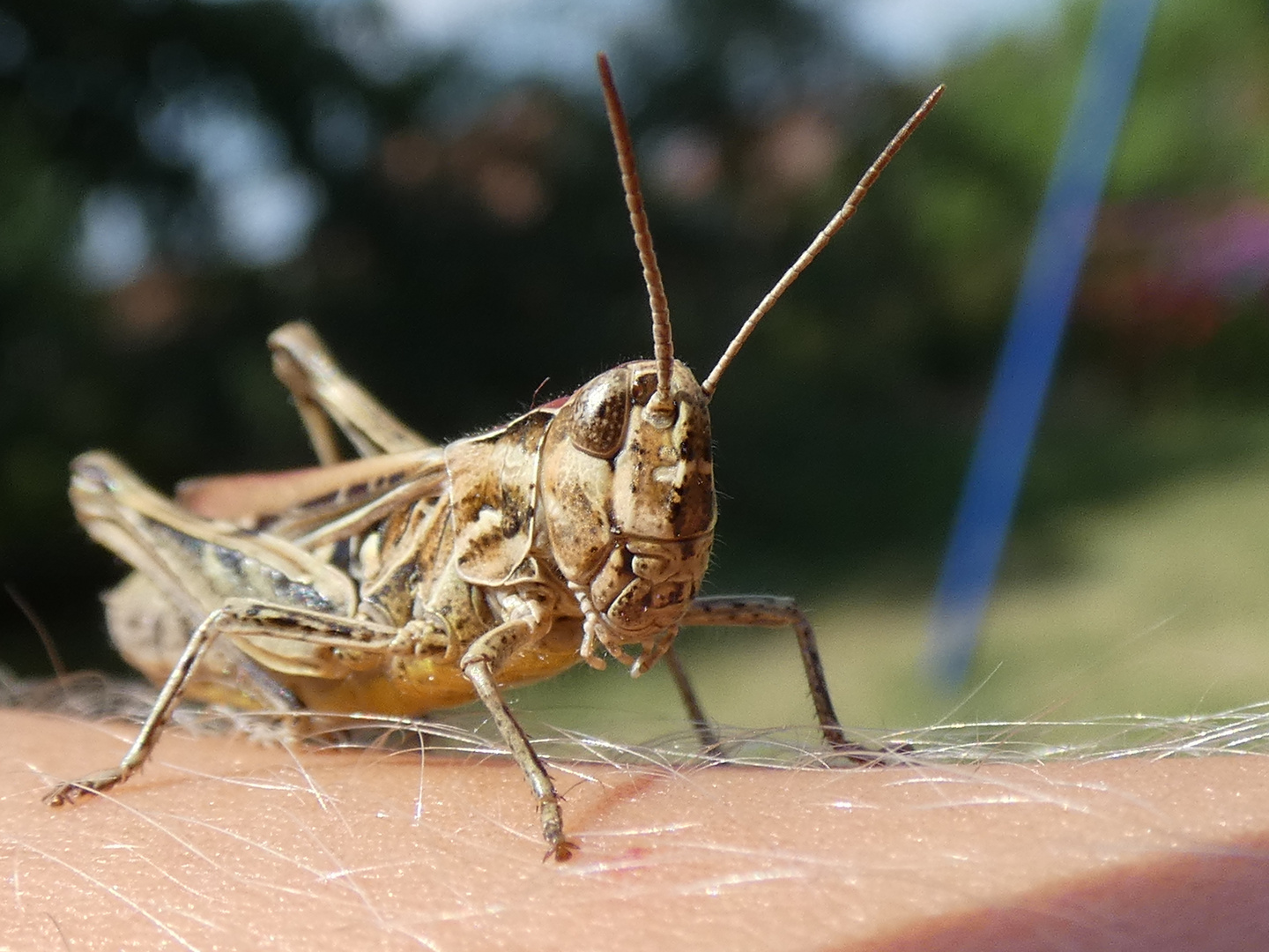 Nachtigall-Grashüpfer (Chorthippus biguttulus)