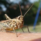 Nachtigall-Grashüpfer (Chorthippus biguttulus)