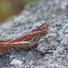 Nachtigall-Grashüpfer (Chorthippus biguttulus)