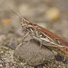 Nachtigall-Grashüpfer (Chorthippus biguttulus)