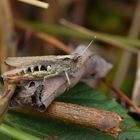 Nachtigall-Grashüpfer (Chorthippus biguttulus)