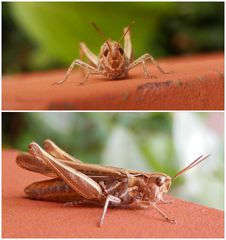 Nachtigall-Grashüpfer (Chorthippus biguttulus) an der Hauswand