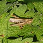 Nachtigall-Grashüpfer (Chorthippus biguttulus)