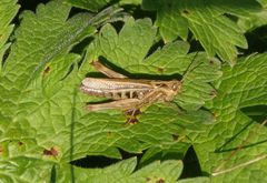 Nachtigall-Grashüpfer (Chorthippus biguttulus)