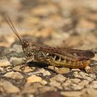 Nachtigall-Grashüpfer (Chorthippus biguttulus)