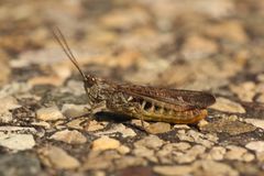 Nachtigall-Grashüpfer (Chorthippus biguttulus)