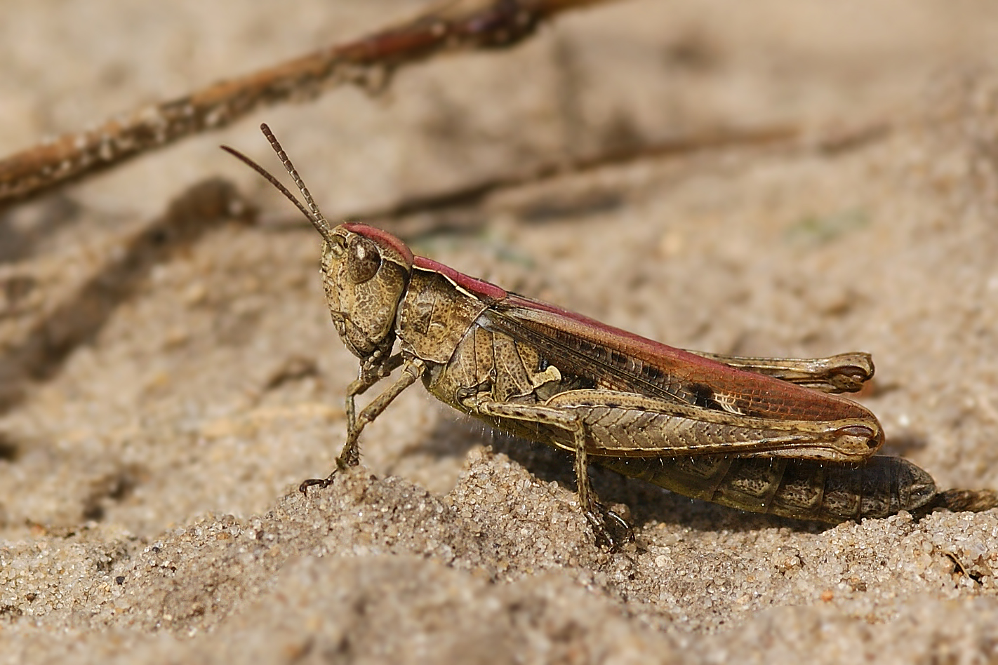 Nachtigall-Grashüpfer (Chorthippus biguttulus),Weibchen